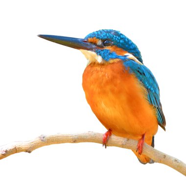 ortak kingfisher kuş
