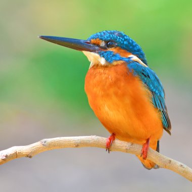 ortak kingfisher kuş