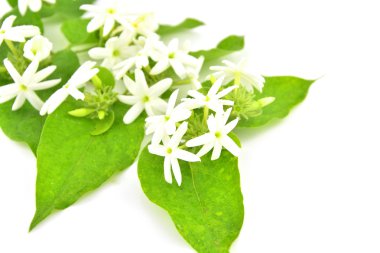 Yasemin yıldız çiçek