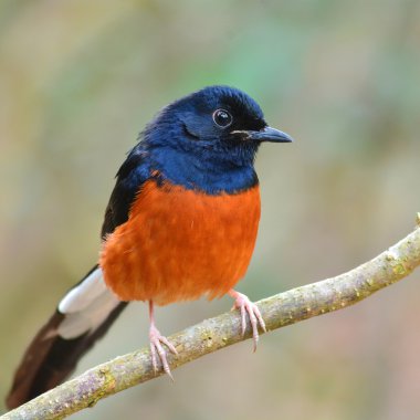 ptak biało rumped shama