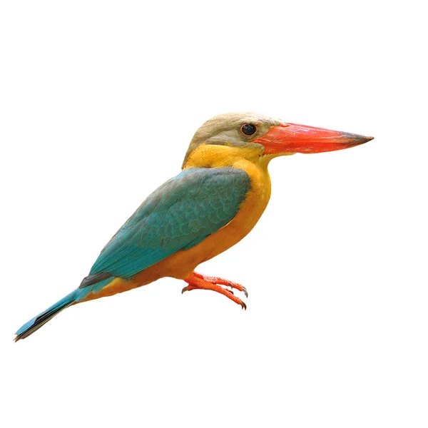 Gólya-billed kingfisher madár — Stock Fotó