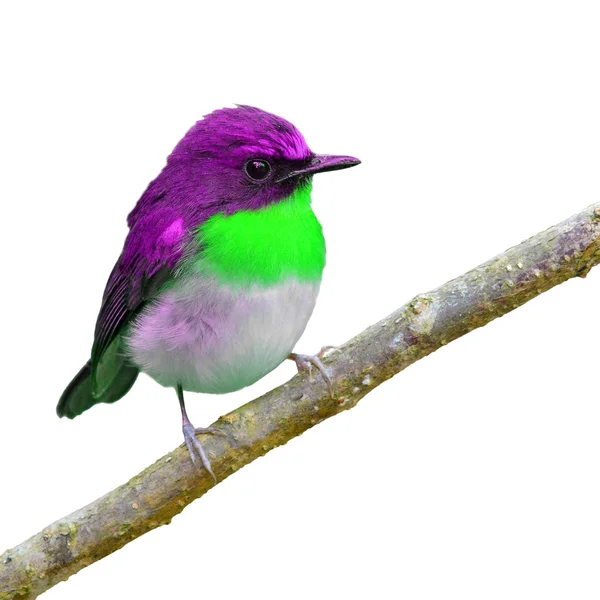 Bello uccello — Foto Stock