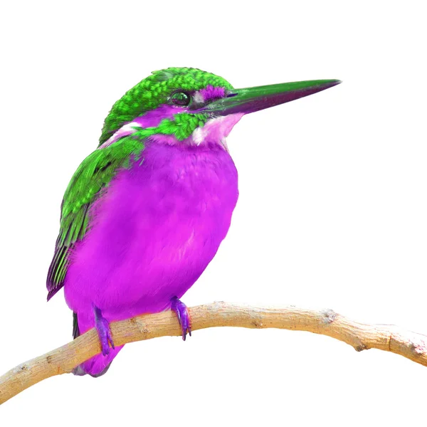 Ortak kingfisher kuş — Stok fotoğraf