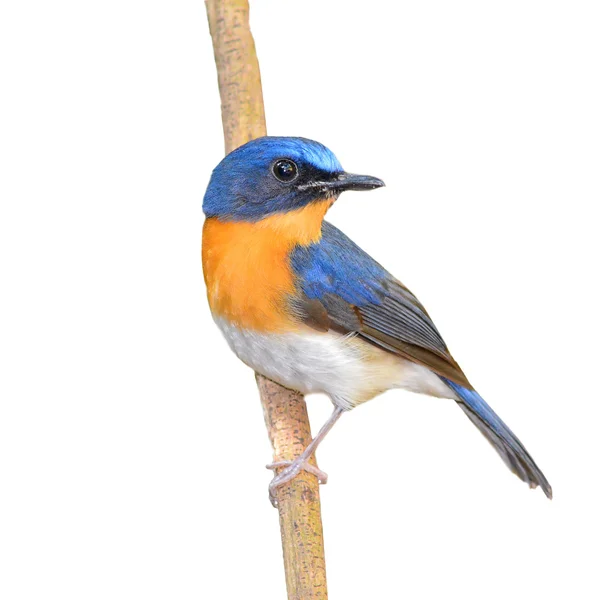 Blauer Vogel — Stockfoto