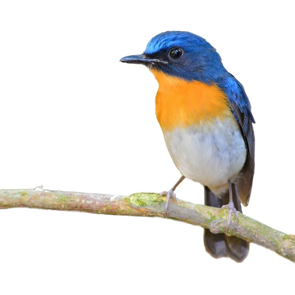 Blauer Vogel — Stockfoto