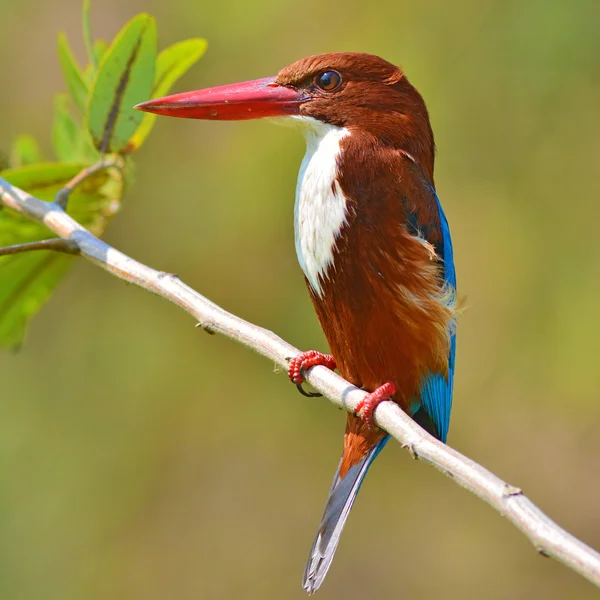 Pájaro pescador real de garganta blanca — Foto de Stock