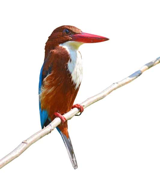 White-throated kingfisher bird — Stock Photo, Image