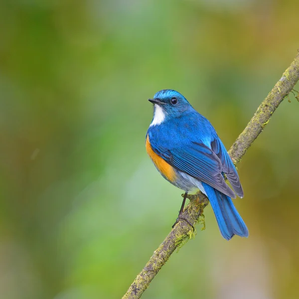 Гімалайський bluetail птах — стокове фото