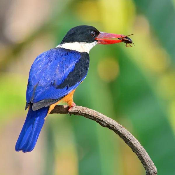 Pássaro Kingfisher de capa preta — Fotografia de Stock