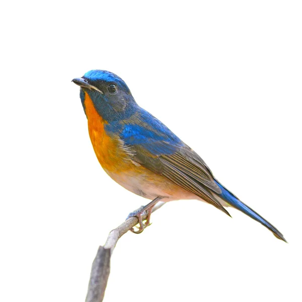 Pájaro atrapamoscas azul chino — Foto de Stock