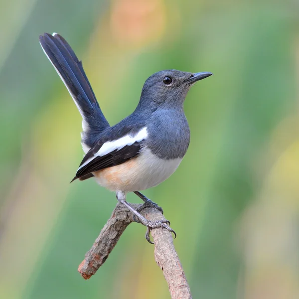 Oriental Magpie Robin bird — Stock Photo, Image