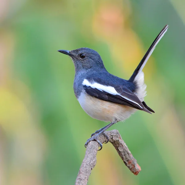 Oriental Magpie Robin bird — Stock Photo, Image