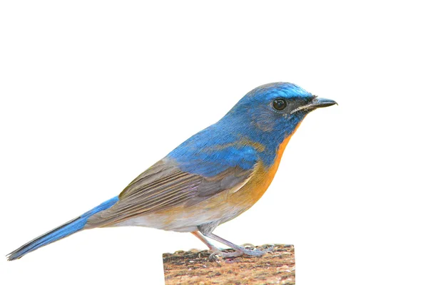 Chiński niebieski flycatcher ptaków — Zdjęcie stockowe