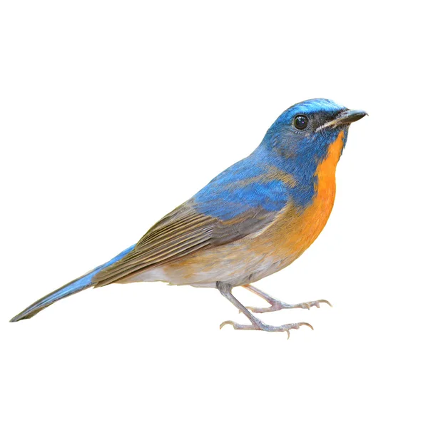 Cinese Blue Flycatcher uccello — Foto Stock