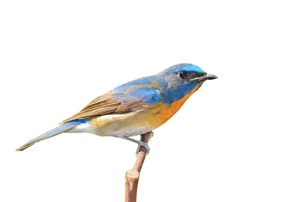 Kinesiska blå flugsnappare fågel — Stockfoto