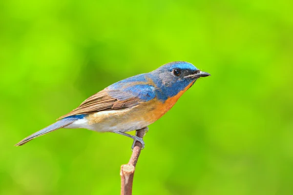 Čínská modrá flycatcher pták — Stock fotografie