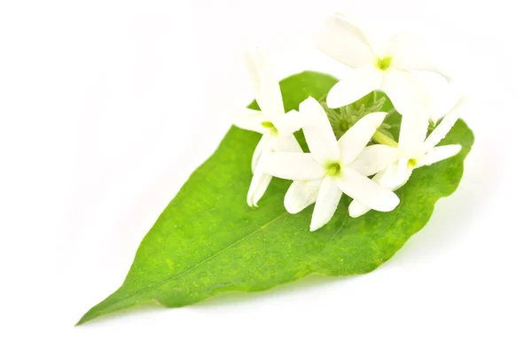 Star jasmine flower — Stock Photo, Image