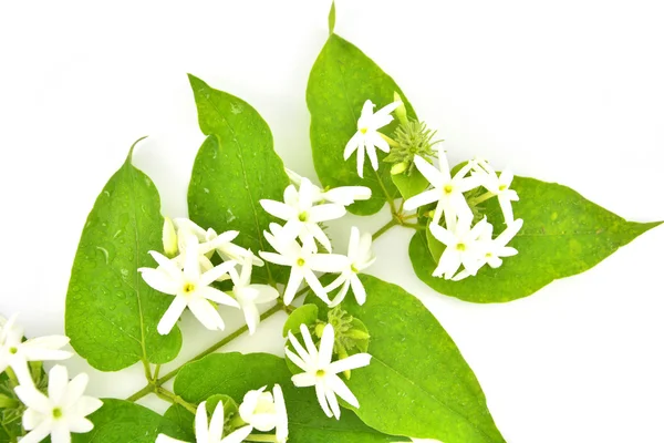 Star jasmine flower — Stock Photo, Image