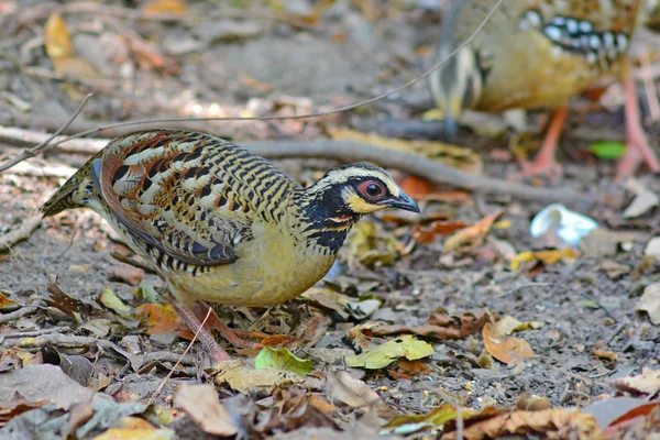 Bar couval partridge pták — Stock fotografie