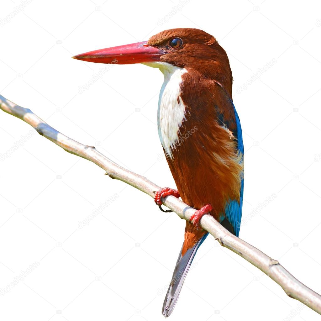 white-throated kingfisher bird