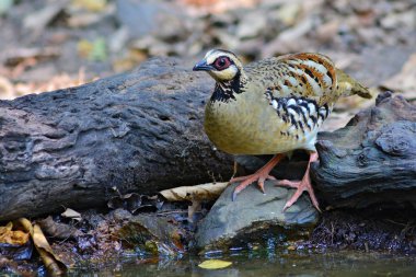 çubuk sırtlı keklik kuş