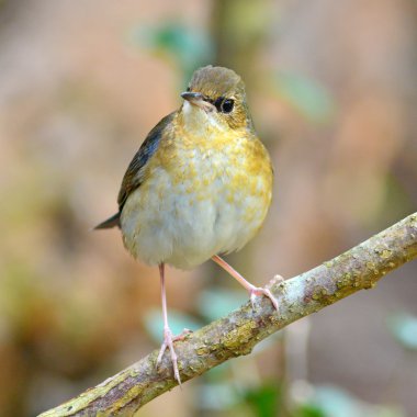 Sibirya mavi robin kuş