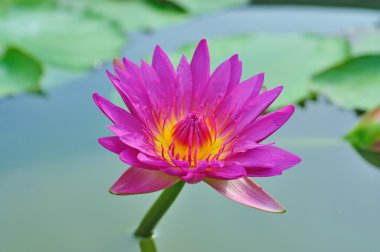 pembe nilüfer çiçeği