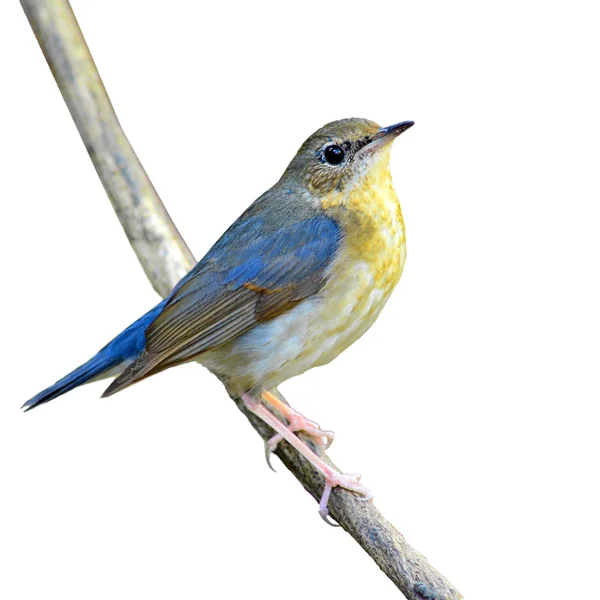 Siberian blue robin fågel — Stockfoto