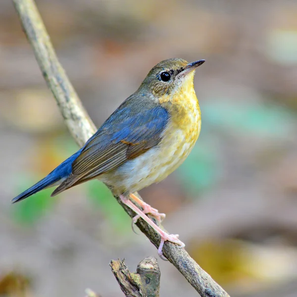 Siberian Blue Robin bird — Stock Photo, Image
