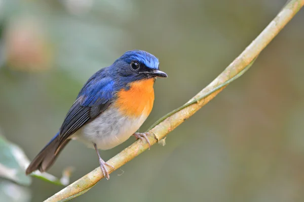L'oiseau moucherolle bleu de Tickell — Photo