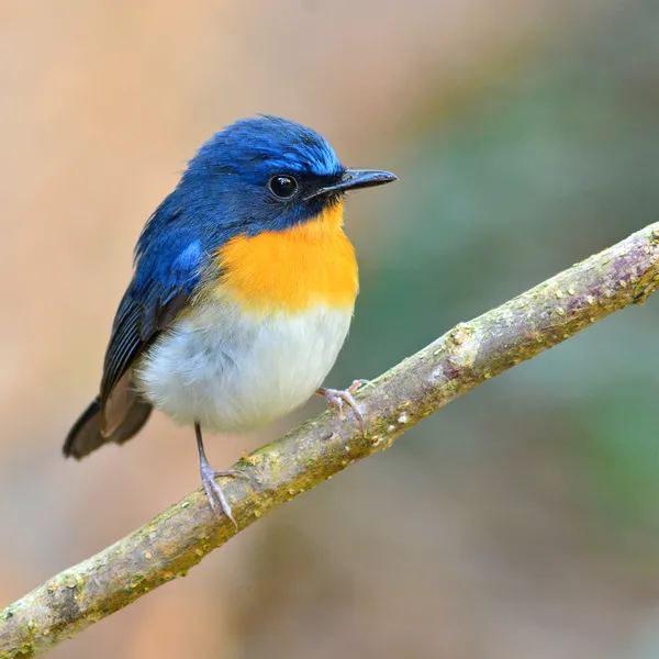 Tickell van blauw-vliegenvanger vogel — Stockfoto