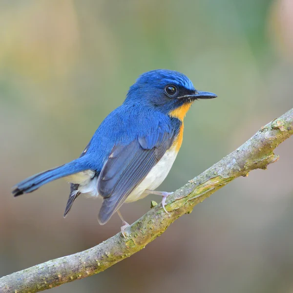 Tickell van blauw-vliegenvanger vogel — Stockfoto