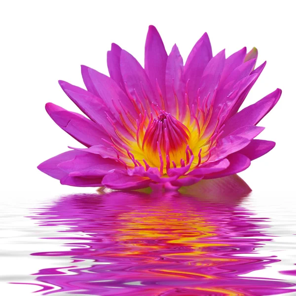 Lotus rose flottant dans l'eau — Photo