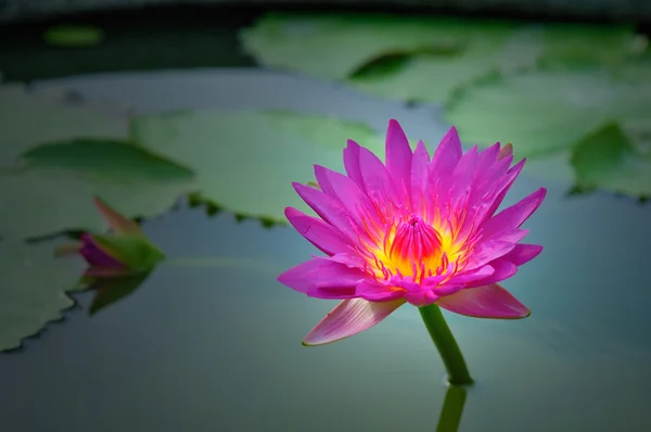 Lily pads och lotusblomma — Stockfoto