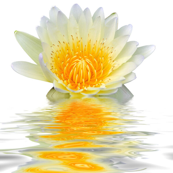 White lotus floating in water