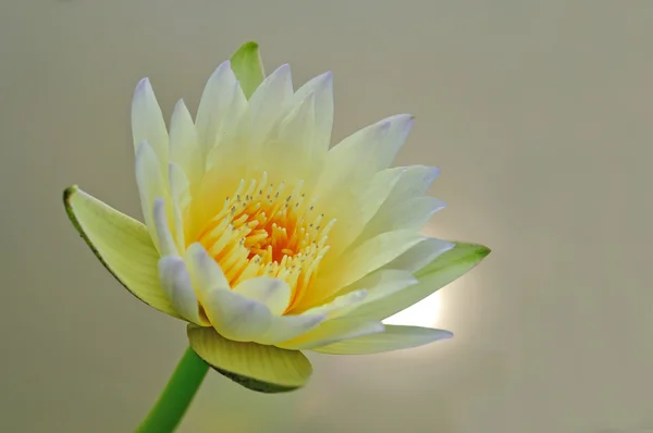 Flor de lótus amarelo — Fotografia de Stock