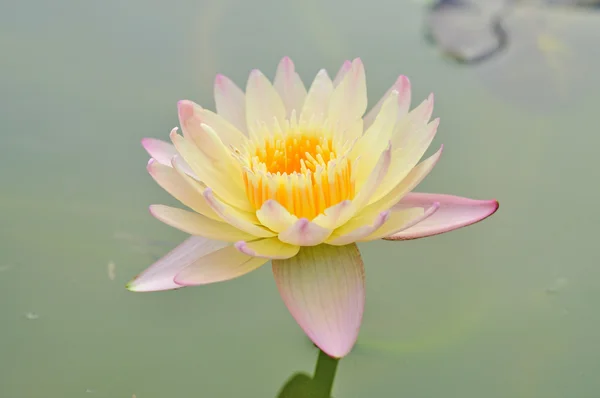 Kwiat lotosu żółty — Zdjęcie stockowe