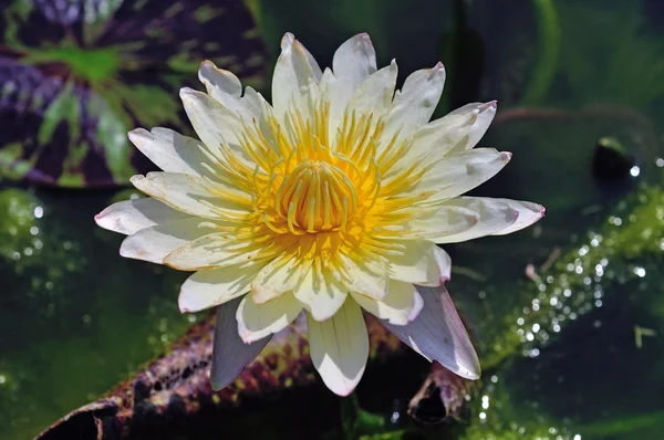 Квітка лотоса жовтий — стокове фото