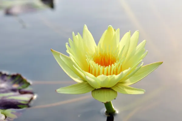 Gul lotusblomma — Stockfoto