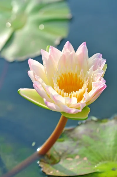 Gul lotusblomma — Stockfoto
