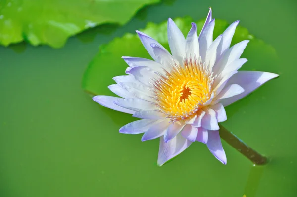 Kwiat lotosu fioletowy — Zdjęcie stockowe