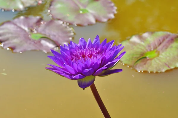 Purple lotus flower — Stock Photo, Image