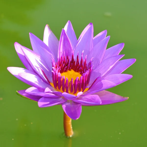 Purple lotusblomma — Stockfoto
