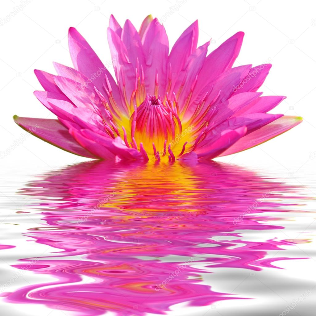 pink lotus floating in water