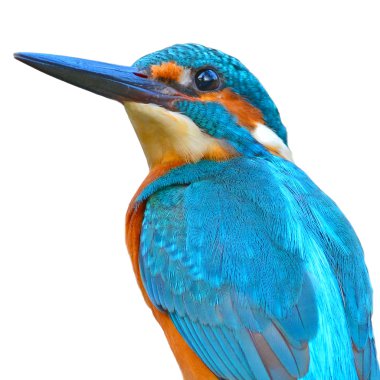 common kingfisher clipart