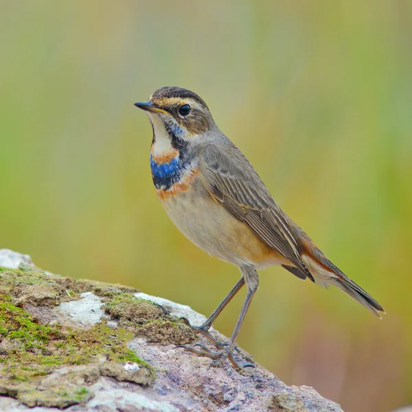 Blaukehlchen — Stockfoto