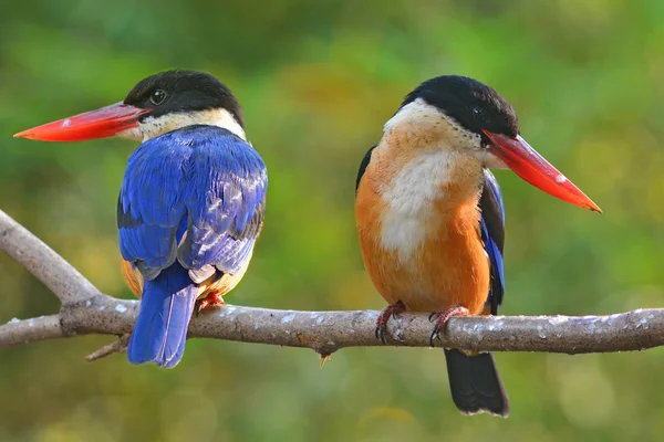 Casal de Kingfisher — Fotografia de Stock