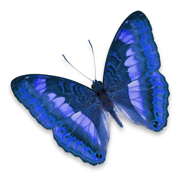 ब्लू फुलपाखरू — स्टॉक फोटो, इमेज