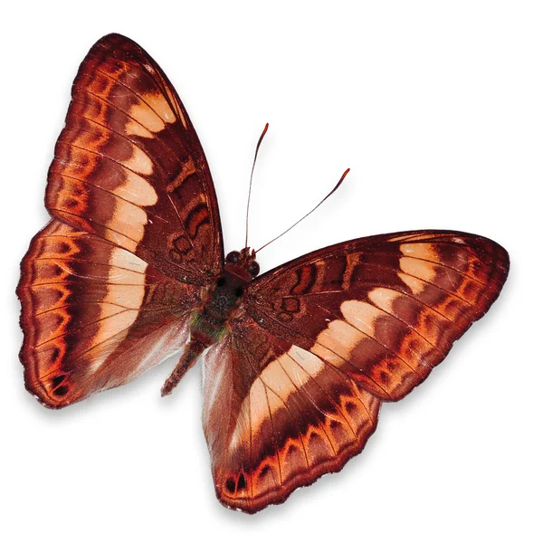 Orangenschmetterling — Stockfoto