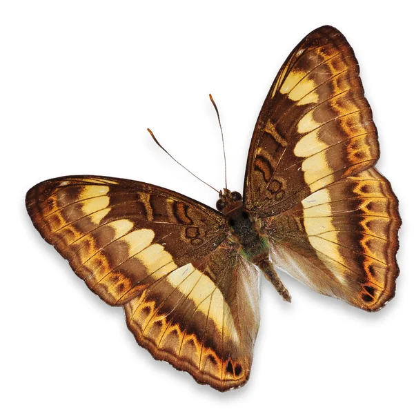 Sárga pillangó — Stock Fotó